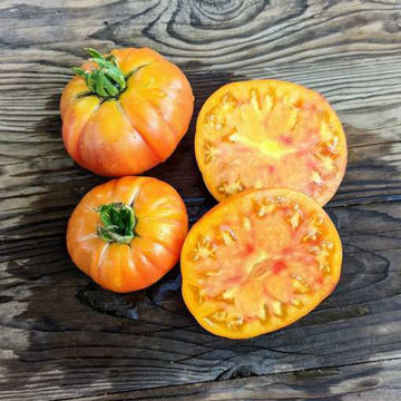 Gold Medal Beefsteak Tomato Gold Medal Beefsteak Tomato
