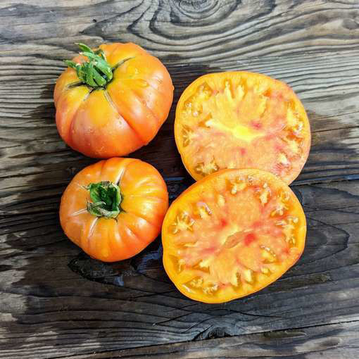 Gold Medal Beefsteak Tomato