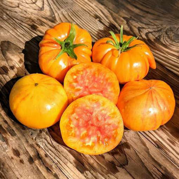 Sunrise Jazz Beefsteak Tomato Sunrise Jazz Beefsteak Tomato