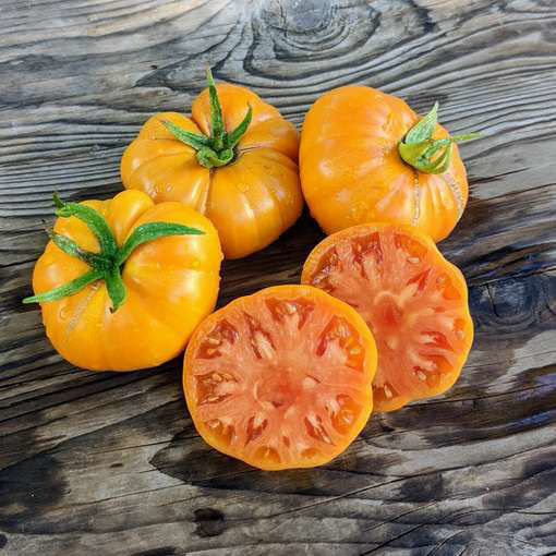 Zolotoye Vek Beefsteak Tomato