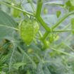 Dulceria Physalis