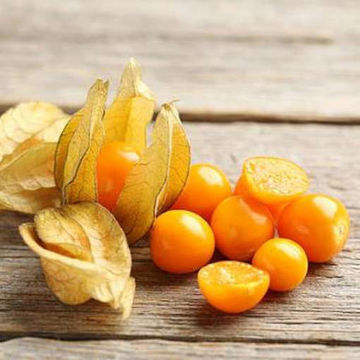 Tropicana Physalis Tropicana Physalis