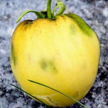 Reinhards White Heart Tomato Reinhards White Heart Tomato