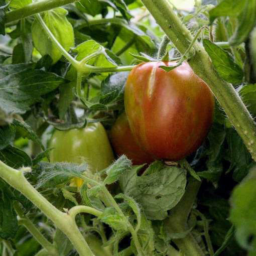 Tumbling Tigress Cascading Tomato