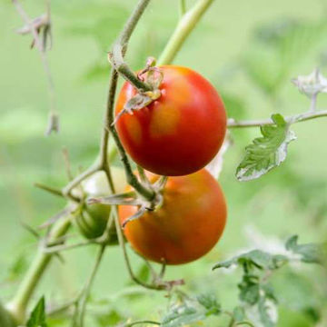 Iris’s Magic Tomato Iris’s Magic Tomato