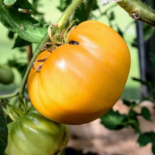 Yukos Persimmon Perfection Tomato