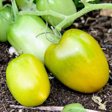 Chile Verde Tomato Chile Verde Tomato