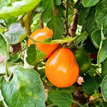 Trjufel Zholty Tomato Trjufel Zholty Tomato