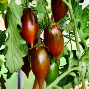 Emalia Tomato Emalia Tomato