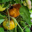 Orange Ghabbana Beefsteak Tomato