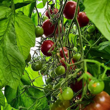 Cherry Brandywine Dark Cherry Tomato Cherry Brandywine Dark Cherry Tomato