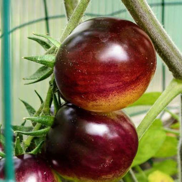 Bosque Blue Bumblebee Cherry Tomato Bosque Blue Bumblebee Cherry Tomato