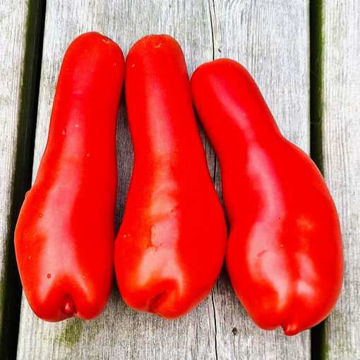 Bowling Pin Paste-Type Tomato Bowling Pin Paste-Type Tomato