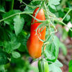 Bowling Pin Paste-Type Tomato