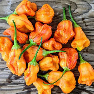 Zebrange Chili Pepper Zebrange Chili Pepper
