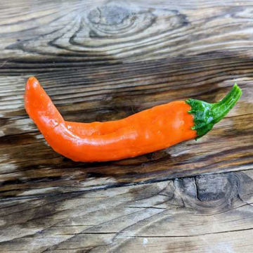 Numex Sunset Chili Pepper Numex Sunset Chili Pepper