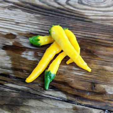 Numex Sunglo Chili Pepper Numex Sunglo Chili Pepper