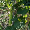 Calabaza del Mellah Gourd