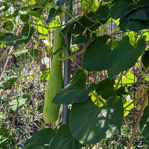 Calabaza del Mellah Gourd