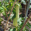 Calabaza del Mellah Gourd