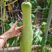 Calabaza del Mellah Gourd