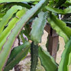 Bruni Dragon Fruit - Seeds