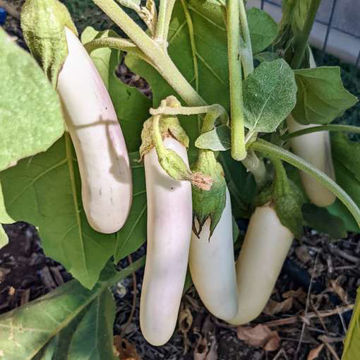 Bride Aubergine Bride Aubergine