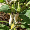 Bride Aubergine