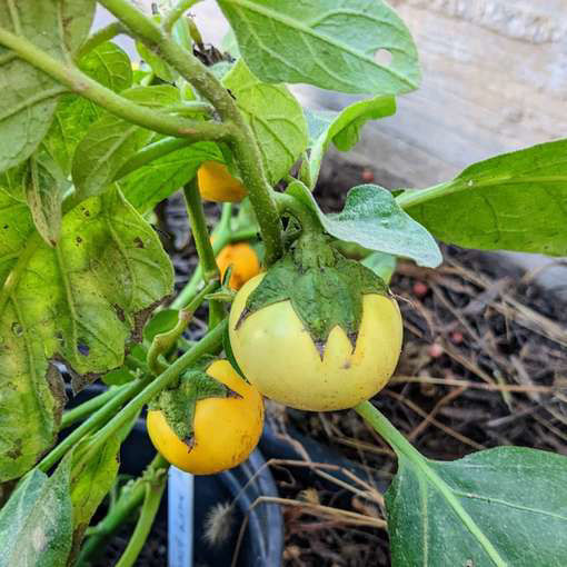 Dwarf Lime Aubergine