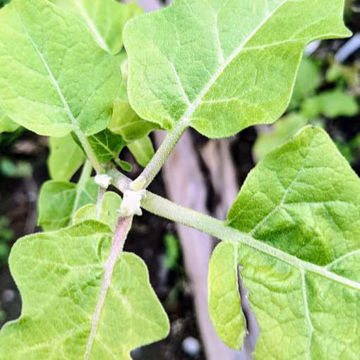King of Siberia Aubergine King of Siberia Aubergine