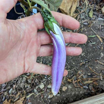 Ping Tung Aubergine Ping Tung Aubergine