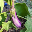 Ping Tung Aubergine