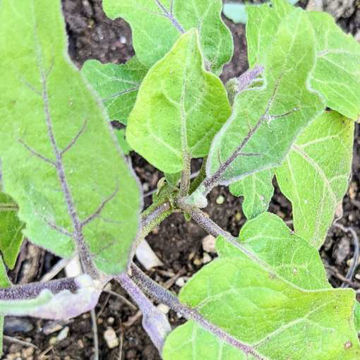 Astrakom Aubergine Astrakom Aubergine