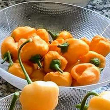 Aji Mango Stumpy Chili Pepper Aji Mango Stumpy Chili Pepper