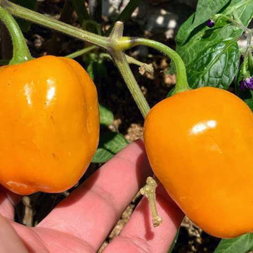 Desert Peach Rocoto Chili Pepper Desert Peach Rocoto Chili Pepper