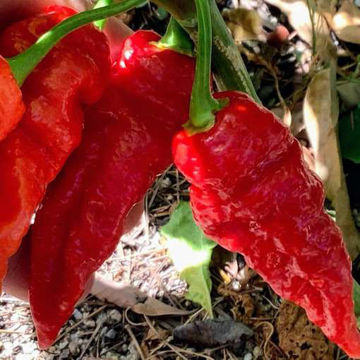 Naga Boom Red F4 Chili Pepper Naga Boom Red F4 Chili Pepper
