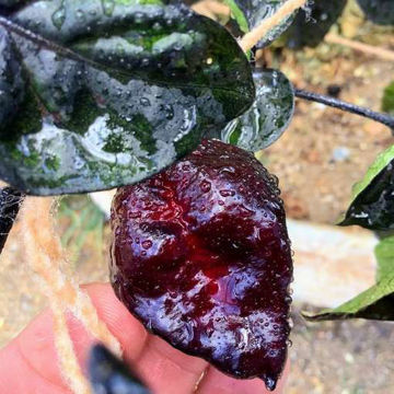 The King F2 Chili Pepper The King F2 Chili Pepper