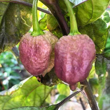 Delirio F2 Chili Pepper Delirio F2 Chili Pepper