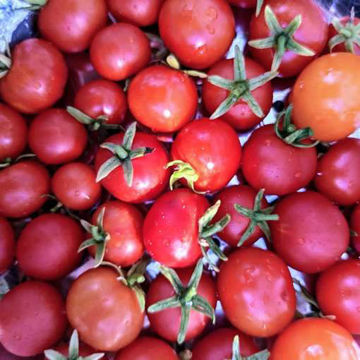 Anmore Treasure Cascading Tomato Anmore Treasure Cascading Tomato