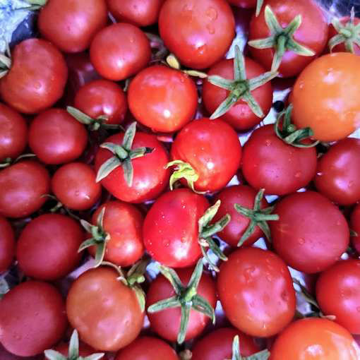 Anmore Treasure Cascading Tomato