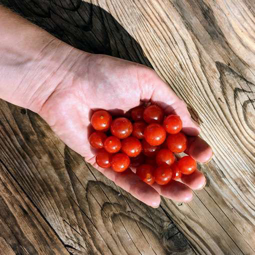 Cherry Cascade Tomato