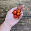 Enchanting Cascade Tomato