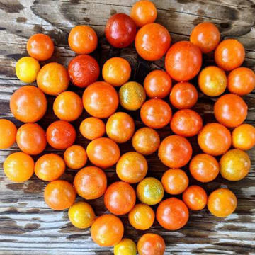 Micro Cherry Tomato Micro Cherry Tomato