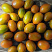 Tumbling Tigress Cascading Tomato