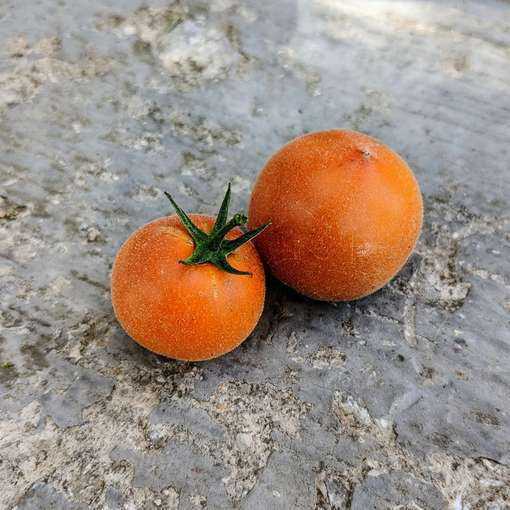 Allure Micro Dwarf Tomato
