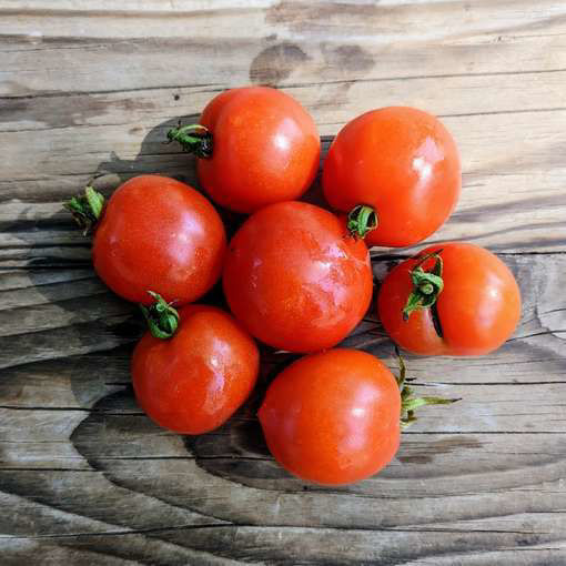 Carrot Mini Micro Dwarf Tomato