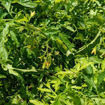 Carrot Mini Micro Dwarf Tomato