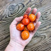 Carrot Mini Micro Dwarf Tomato
