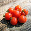 Carrot Mini Micro Dwarf Tomato