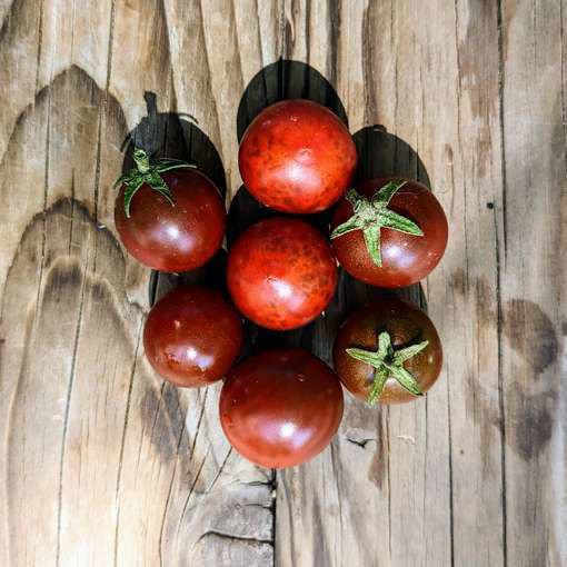Cherry Tomato Brown Round F3 Micro Dwarf Tomato